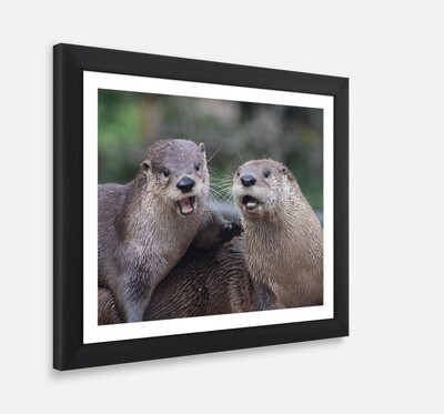 happy Otters Framed Print