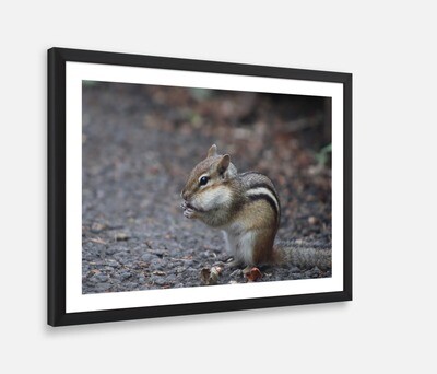 Chipmunk Framed Print