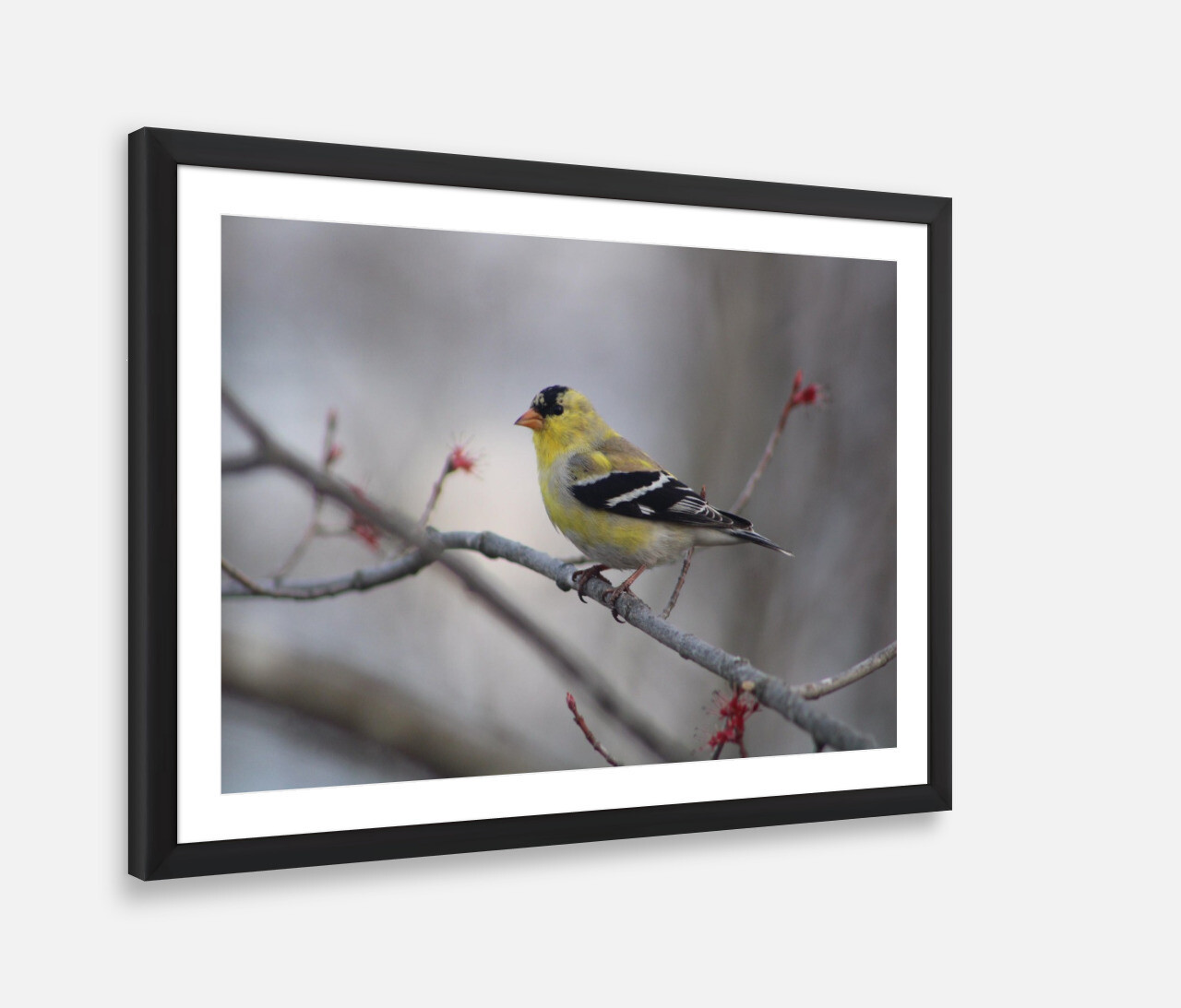 Yellow Bird Framed Print