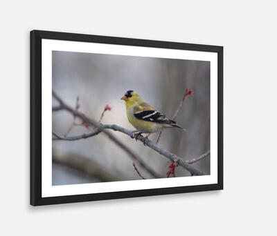 Yellow Bird Framed Print