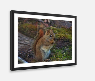 GrassLand Squirrel Framed Print