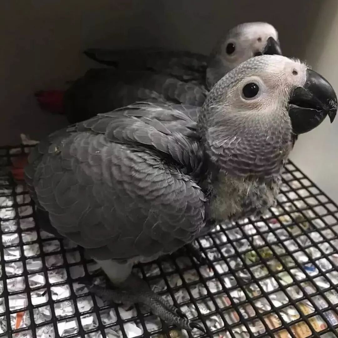 Baby African Grey Parrots
