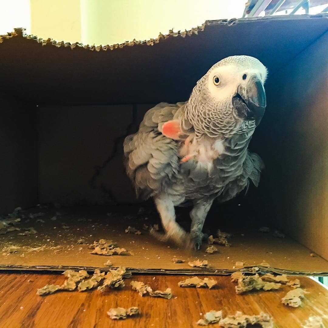 African Grey Parrots