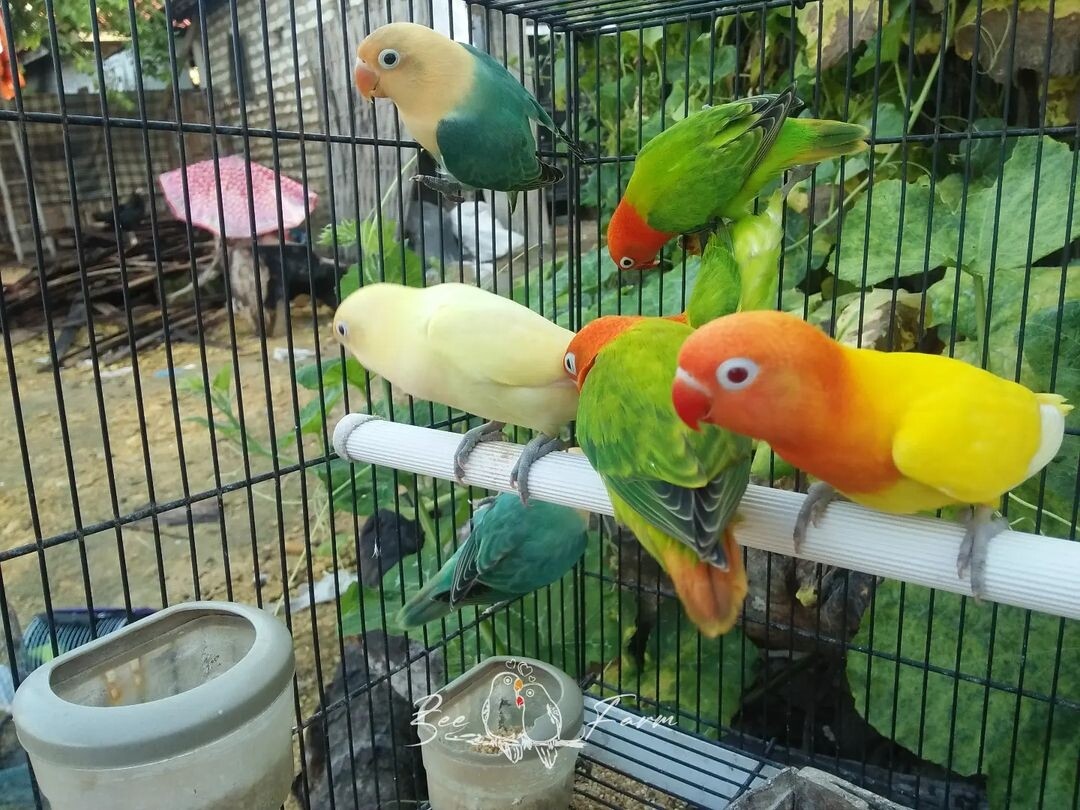 Love Birds 🐦