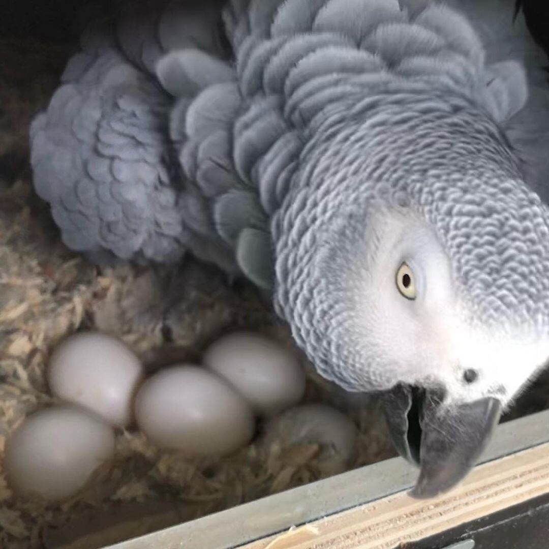 African Grey Egg