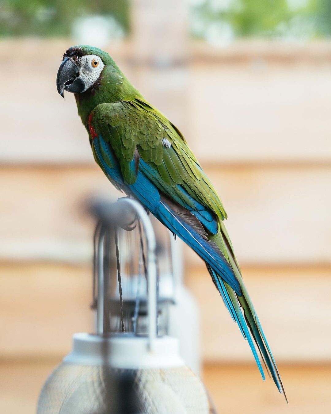 Cocktail Parrots