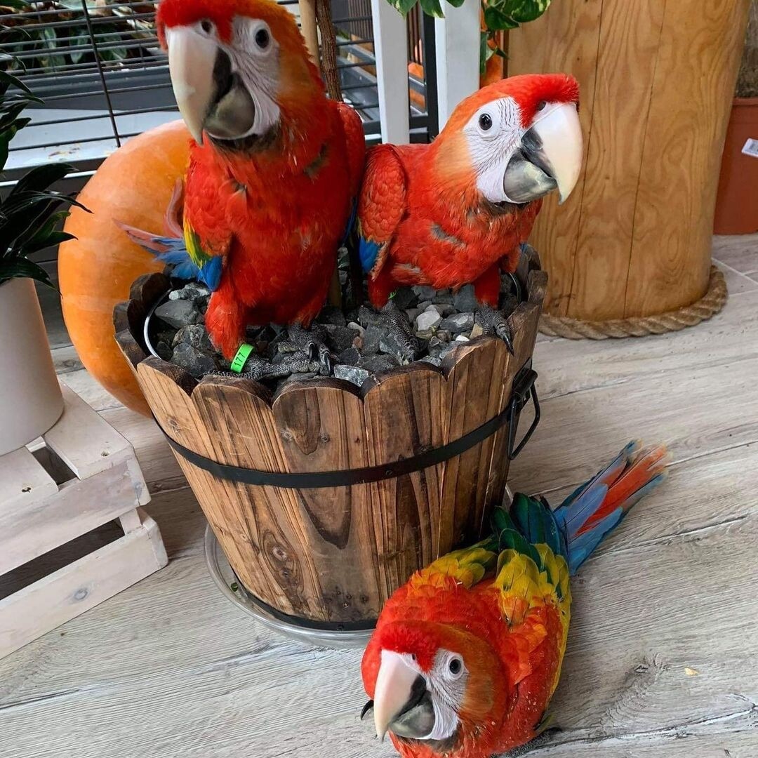 Macaw Parrots
