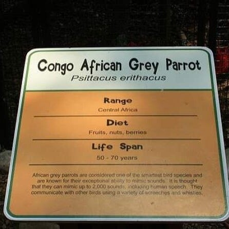 African Grey