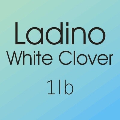 Ladino White Clover 1lb