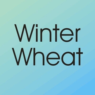 Winter Wheat Seed