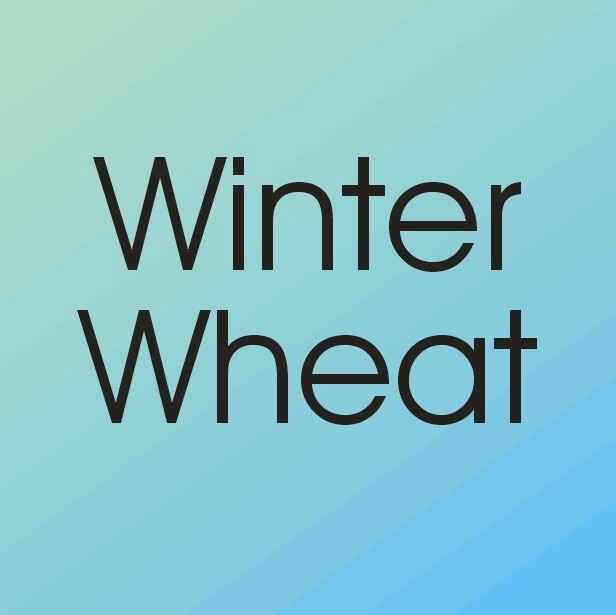 Wheat Seed - Winter - 50 lb. bag