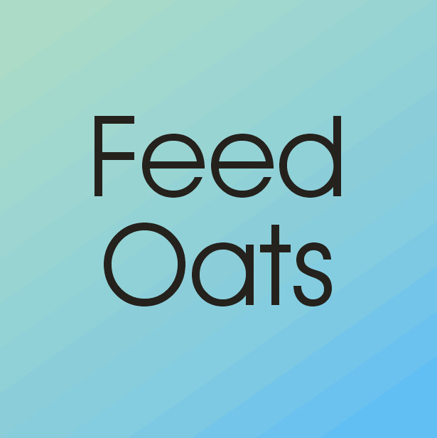 Oats - Feed