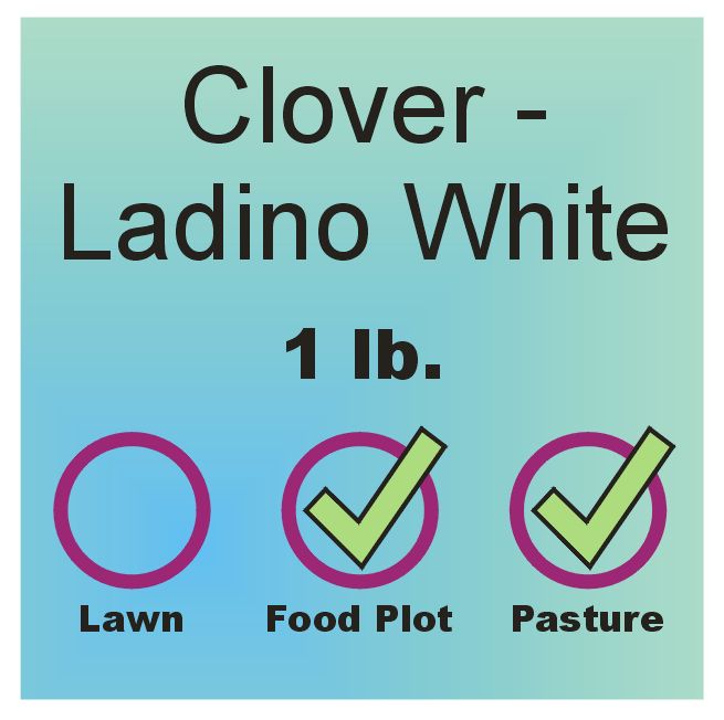 Clover - White Ladino lb