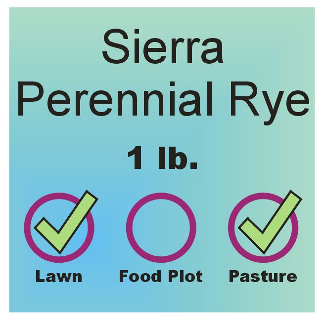 Ryegrass - Sierra Perennial lb