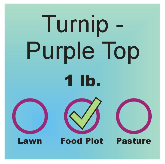 Turnip - Purple Top lb