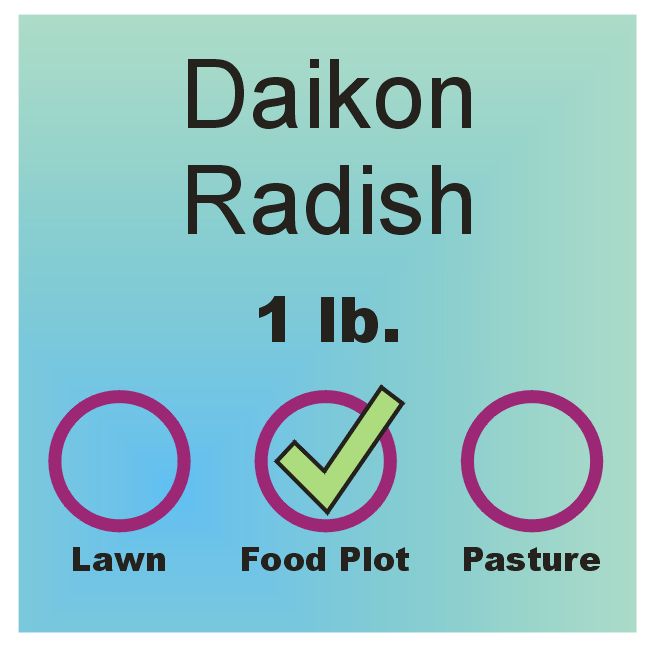 Radish - Daikon  lb