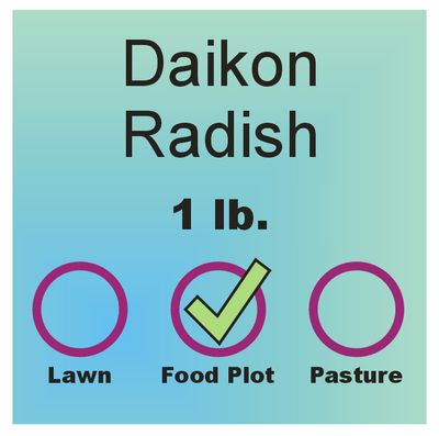 Daikon Radish lb