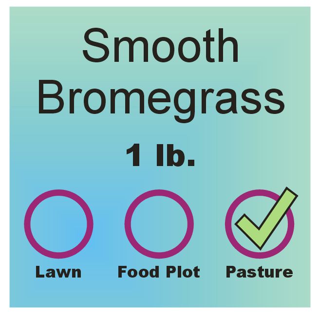 Bromegrass - Smooth lb