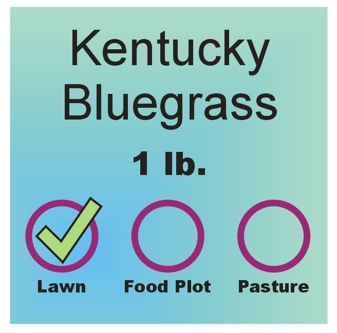 Lawn Grass Seed - Kentucky Bluegrass lb.