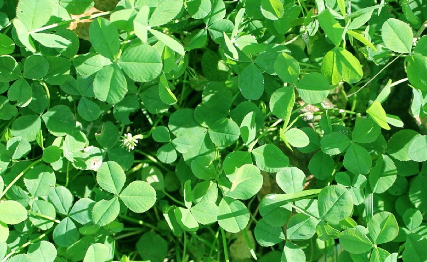 Clover - Stamina White lb.