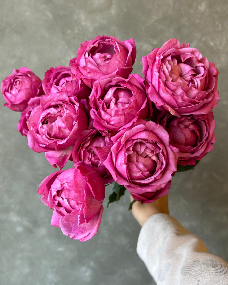 Julietta Cerise 60 cm x 5 шт
