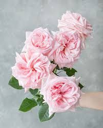 Pink O&#39;Hara 60 cm x 10 шт