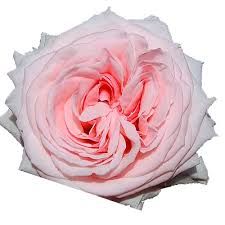 Pink O&#39;Hara 62 cm x 25