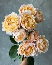 Julietta Honey 50 cm x 5 шт