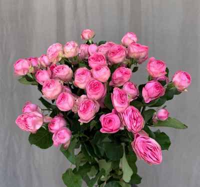 Giselle 63 cm x 6 шт