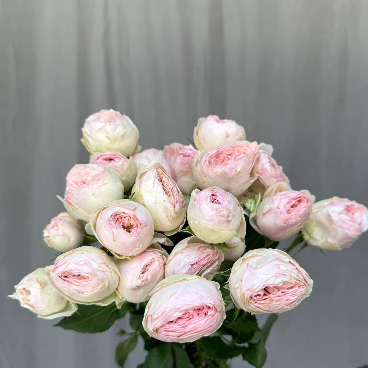 Mansfield Park 50 cm x 10 шт
