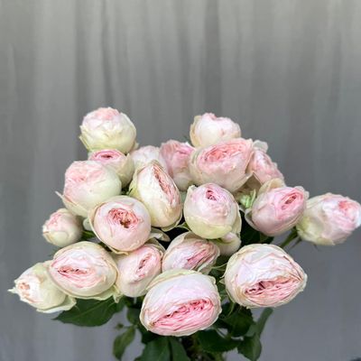 Mansfield Park 53 cm x 6 шт
