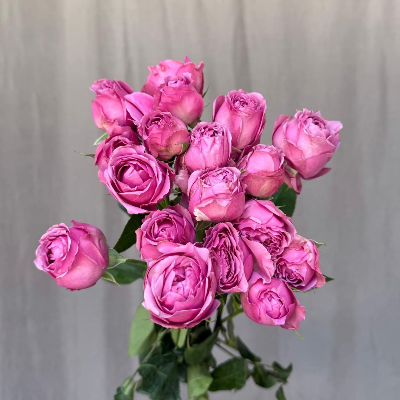 Misty Bubbles 60 cm x 10