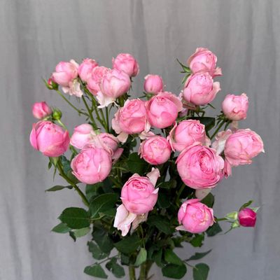 Mansfield Pink Park 50 cm x 10 шт