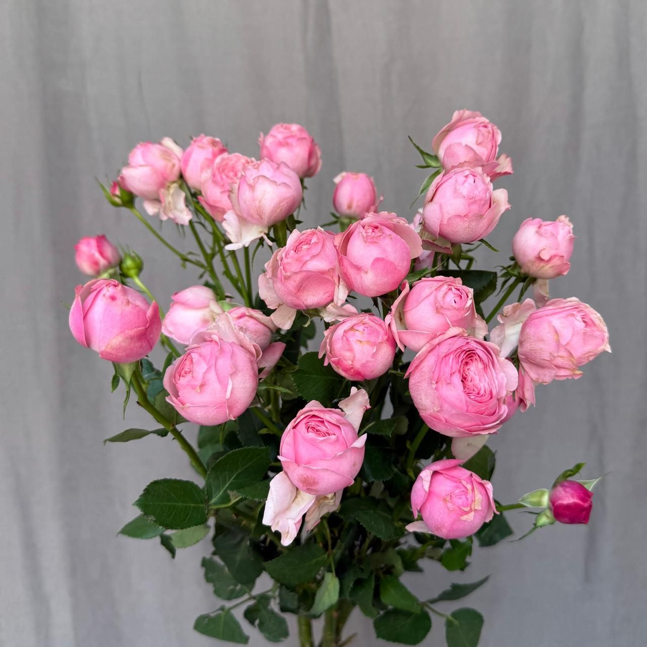Mansfield Pink Park 60 cm x 5 шт