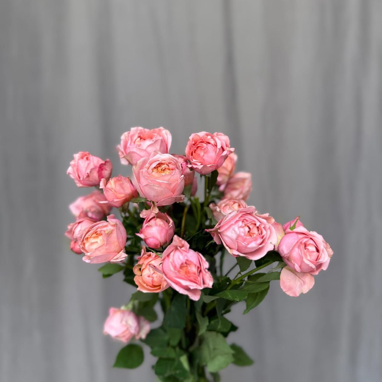 Julietta 50 cm x 5 шт