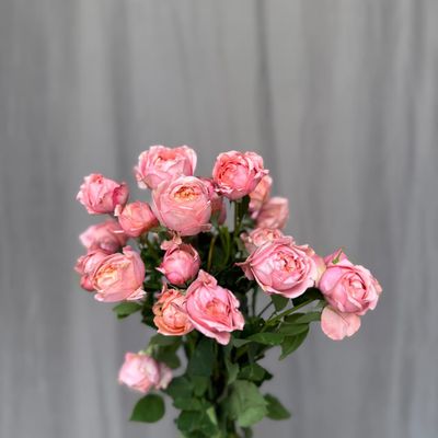 Julietta 60 cm x 5 шт