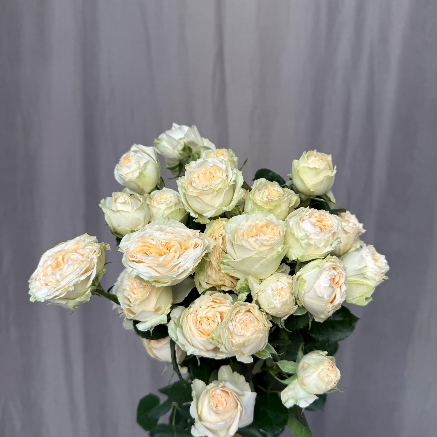 Summerrose 70 cm x 5 шт