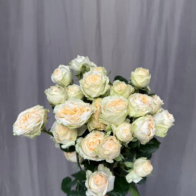Summerrose 60 cm x 5 шт