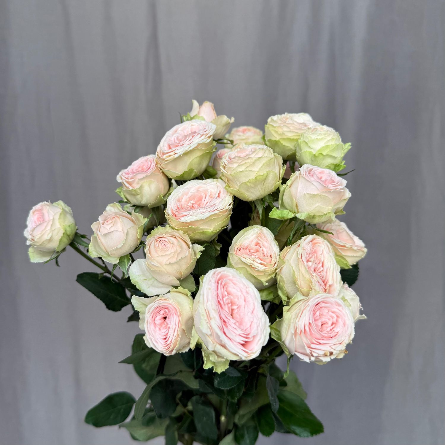 Sweet Giselle 60 см x 10 шт