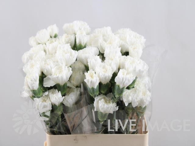 Di St Northwind 70 cm x 20