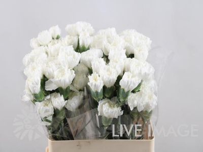 Di St Northwind 70 cm x 20