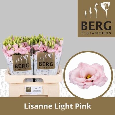 Eustoma Lisanne Light Pink 70 cm x 10