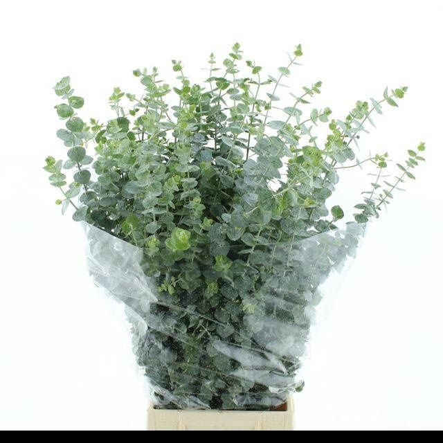 Eucalyptus Baby Blue 70 cm x 10 шт