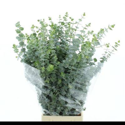 Eucalyptus Baby Blue 70 cm x 10 шт