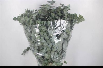 Eucalyptus Cinerea 70 cm x 10 шт