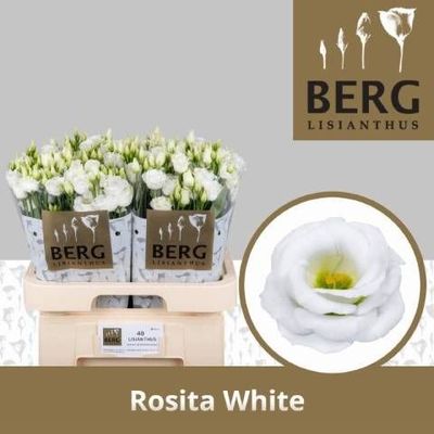 Eustoma Rosita White 70 cm x 10