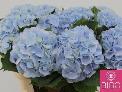 Hydrangea Verena Blue 60 cm x 1