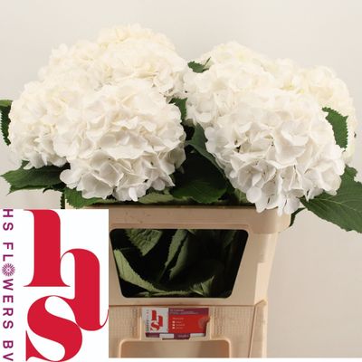 Hydrangea Verena White 60 cm x 1