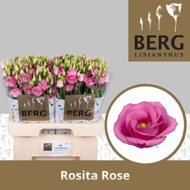 Eustoma Rosita Rose Pink 70 cm x 10