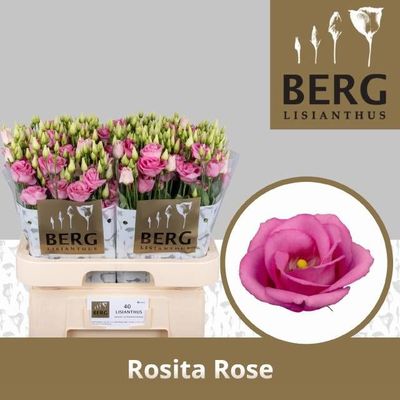 Eustoma Rosita Rose Pink 70 cm x 10